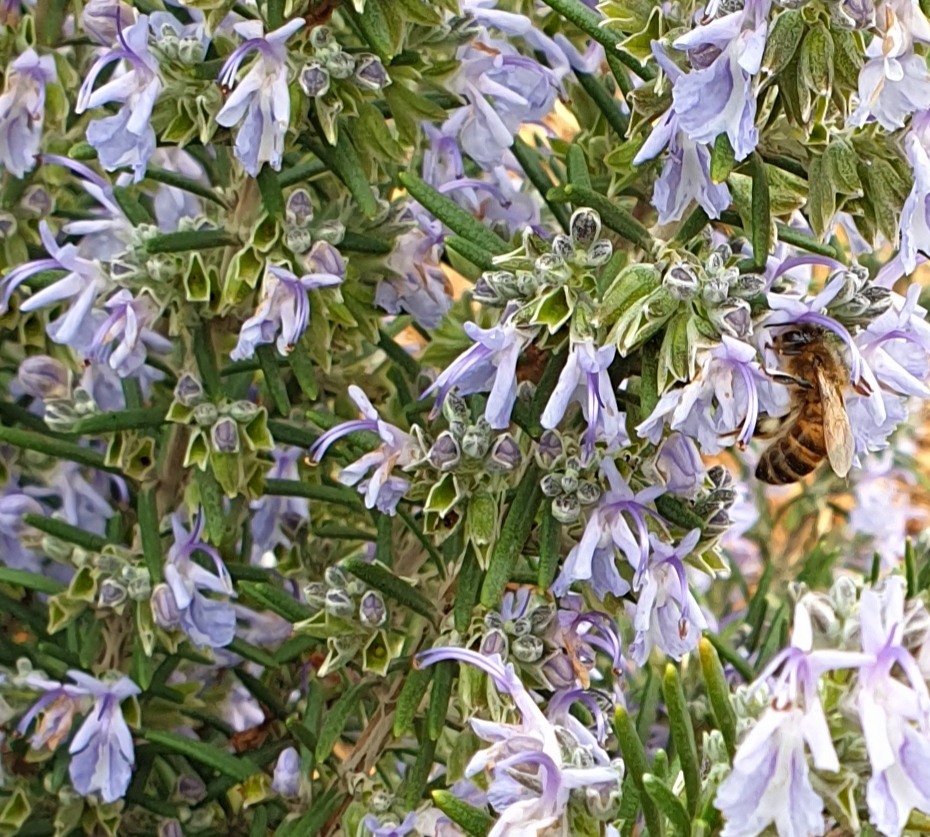 canoe-kayak-abeilles-toulouse-granhota